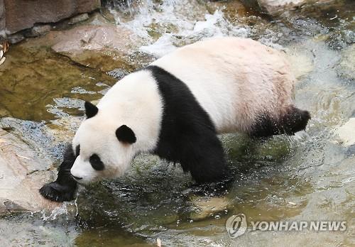 被称为水中大熊猫是哪种动物洞庭湖的动物三出六海是什动物「被誉为水中大熊猫的是什么动物」